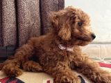 Ev Toy Poodle