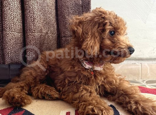 Ev Toy Poodle görsel
