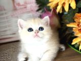 Orijinal British Shorthair Golden Ny12