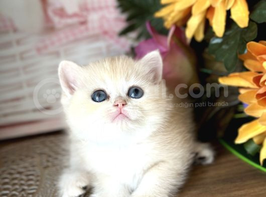 Orijinal British Shorthair Golden Ny12 görsel