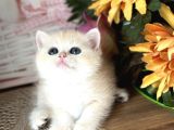 Orijinal British Shorthair Golden Ny12