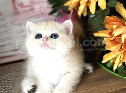 Orijinal British Shorthair Golden Ny12 görsel