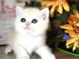 Orijinal British Shorthair Golden Ny12