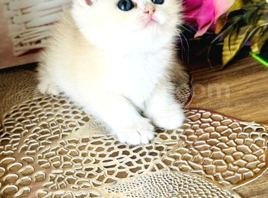 Orijinal British Shorthair Golden Ny12 görsel