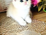 Orijinal British Shorthair Golden Ny12