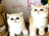 Orijinal British Shorthair Golden Ny12