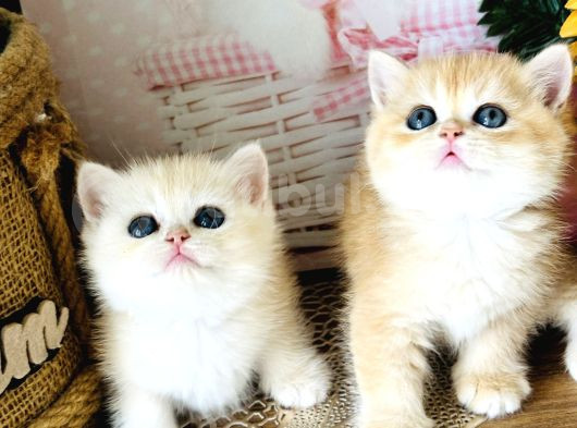 Orijinal British Shorthair Golden Ny12 görsel