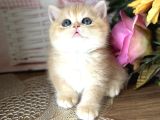 Orijinal British Shorthair Golden Ny12