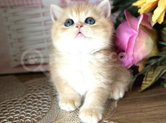 Orijinal British Shorthair Golden Ny12 görsel