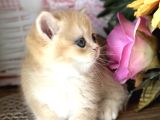 Orijinal British Shorthair Golden Ny12