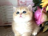 Orijinal British shorthair golden ny12