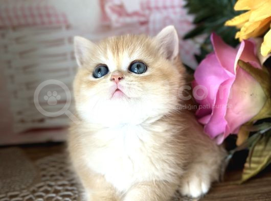 Orijinal British Shorthair Golden Ny12