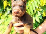 İri Yapılı Doberman Yavrular