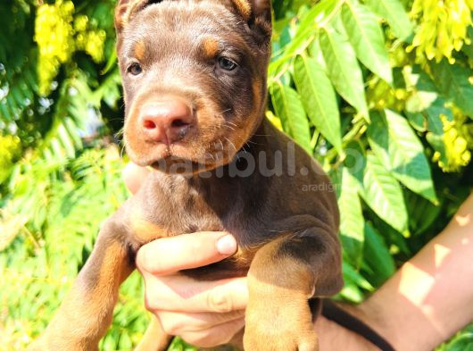 İri Yapılı Doberman Yavrular görsel