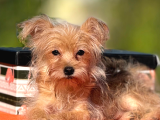 F1 jenarasyon Morkie yavrularımız