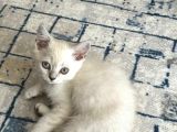 Oyun Delisi Blue Point