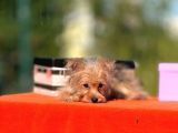 F1 Jenarasyon Morkie Yavrularımız