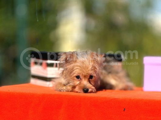 F1 Jenarasyon Morkie Yavrularımız görsel