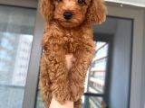 Ev Toy poodle