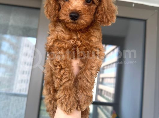 Ev Toy Poodle