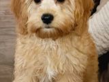 Kahve Tonlu Mini Boy Puppy Sevimli Yavrular Malti̇po Ci̇nsi̇ 