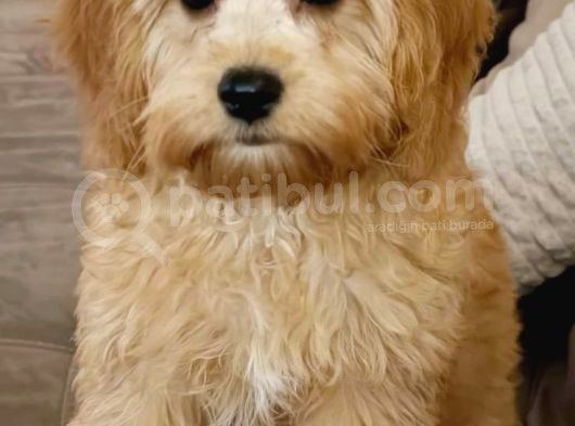 Kahve Tonlu Mini Boy Puppy Sevimli Yavrular Malti̇po Ci̇nsi̇  görsel