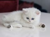 Beyaz British Shorthair Yavrularım