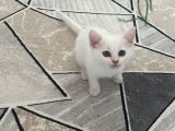 Safkan minikler