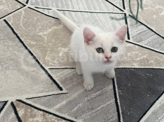 Safkan Minikler