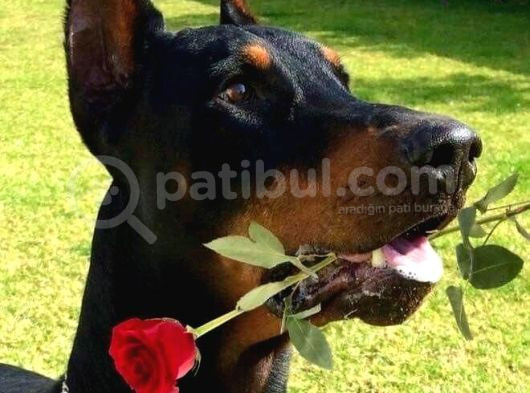 İnsanlardan sıkıldınız mı o zaman bir doberman alın estetikl