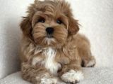 Tooy Poodle Cinsi Kıpkırmızı Red Mini Boy 