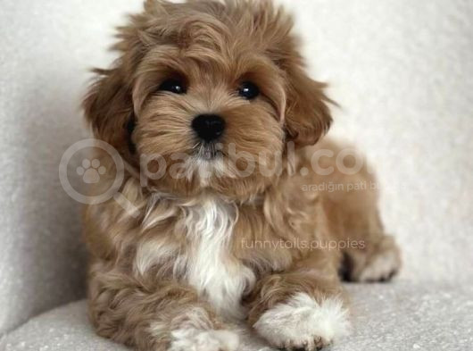 Tooy Poodle Cinsi Kıpkırmızı Red Mini Boy  görsel