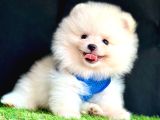 Ori̇ji̇nal Boo Suratli Pomerani̇an Yavrularimiz
