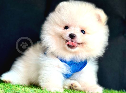 Ori̇ji̇nal Boo Suratli Pomerani̇an Yavrularimiz görsel