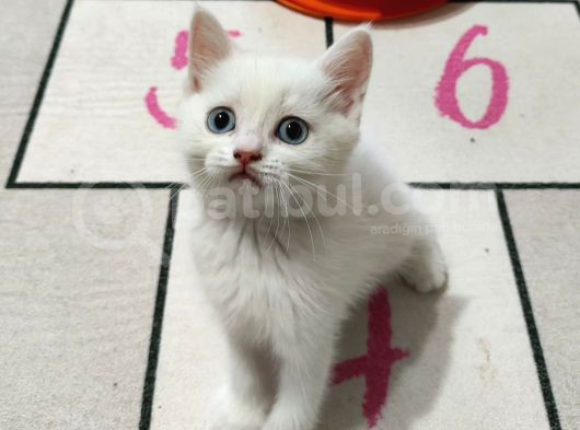 Beyaz British Shorthair Yavrularım görsel