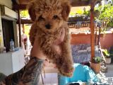 Çin teacup red poodle orijinal