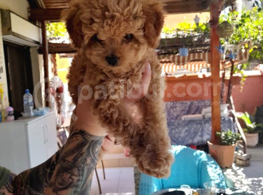 Çin Teacup Red Poodle Orijinal
