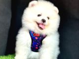 Ori̇ji̇nal Boo Suratli Pomerani̇an Yavrularimiz