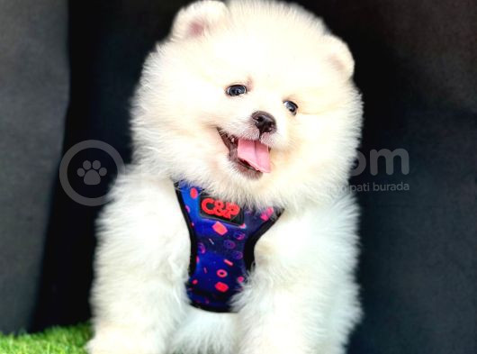 Ori̇ji̇nal Boo Suratli Pomerani̇an Yavrularimiz görsel