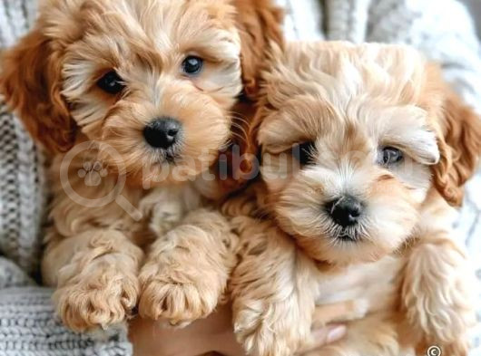 Kahve Tonlu Mini Boy Puppy Sevimli Yavrular Malti̇po Ci̇nsi̇ 