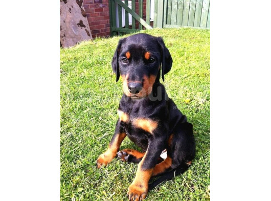 Arkadaşınız Doberman Yavru Erkek Ve Disi görsel