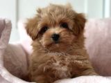 Kahve Tonlu Mini Boy Puppy Sevimli Yavrular Malti̇po Ci̇nsi̇ 
