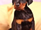Arkadaşınız Doberman Yavru Erkek Ve Disi