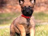 Öl Desen Ölücek Tek Köpek Irkı Kudretli Malinos