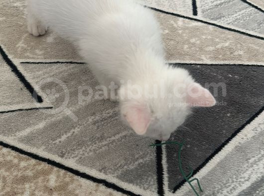 Safkan Minikler görsel