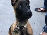 Öl Desen Ölücek Tek Köpek Irkı Kudretli Malinos