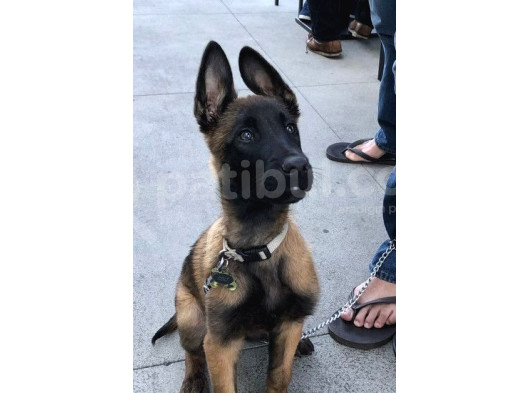 Öl Desen Ölücek Tek Köpek Irkı Kudretli Malinos görsel