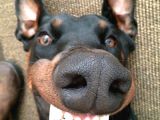 Bir Dobermanınız Var Ise Emanet Taşımanıza Gerek Yok