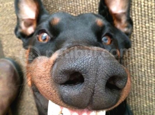 Bir Dobermanınız Var Ise Emanet Taşımanıza Gerek Yok görsel