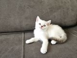 Şapşikler yeni yuvasını ariyor